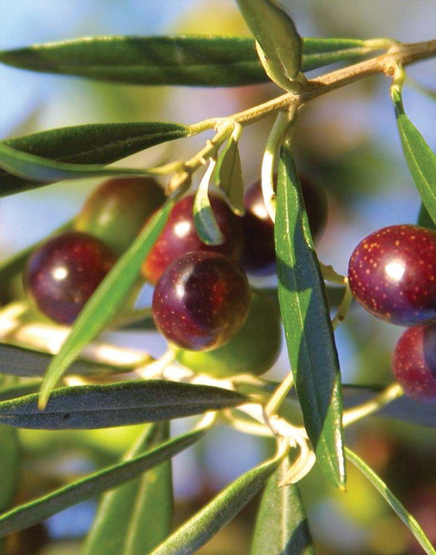 Arbequina Olive Tree