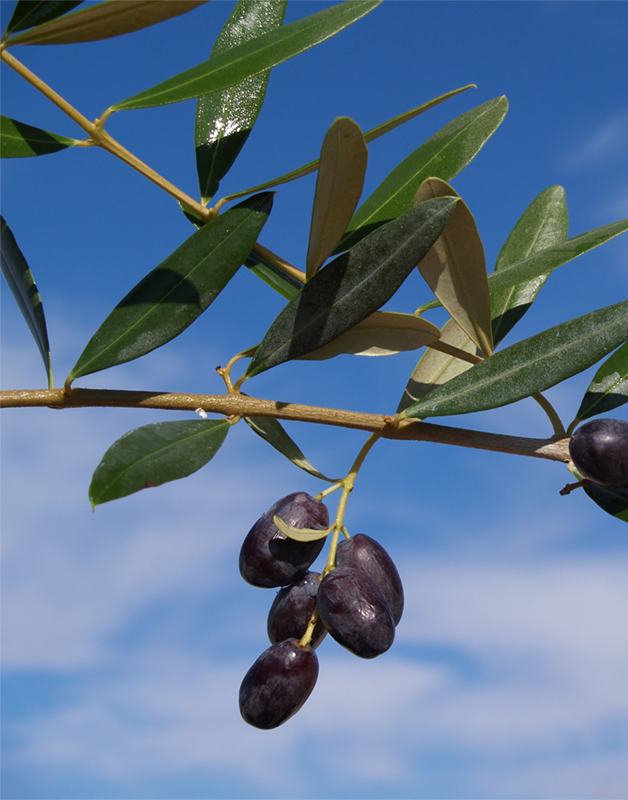 All about Leccio del Corno olive tree: characteristics, farming system