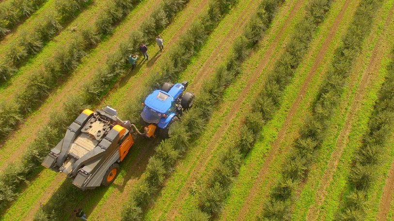 Risultati immagini per oliveti TECO MILANO