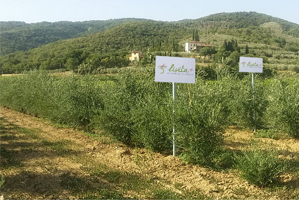 Difference between traditional, intensive and SHD olive grove