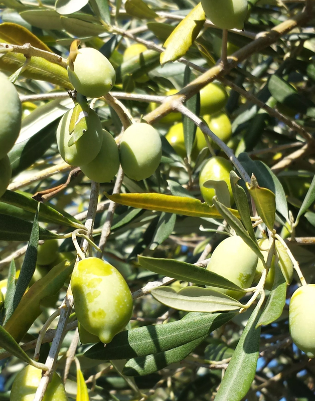 piantone di mogliano