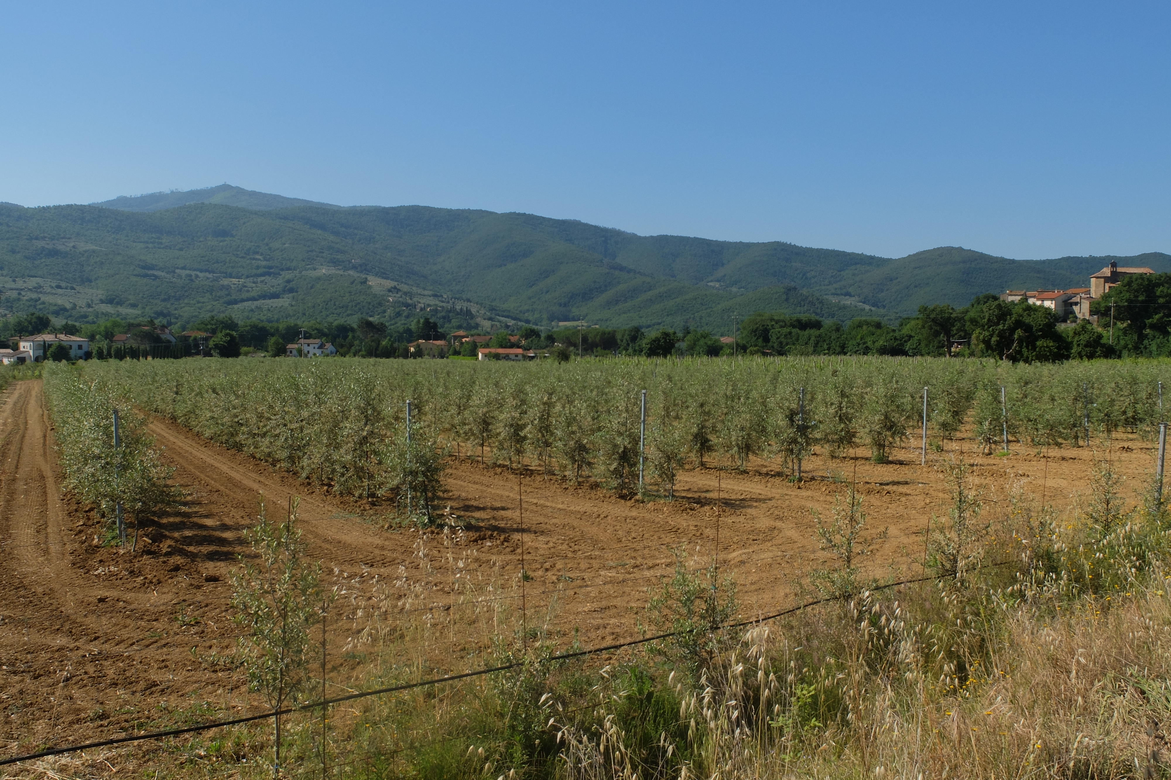 What is a super high density olive orchard and how it works