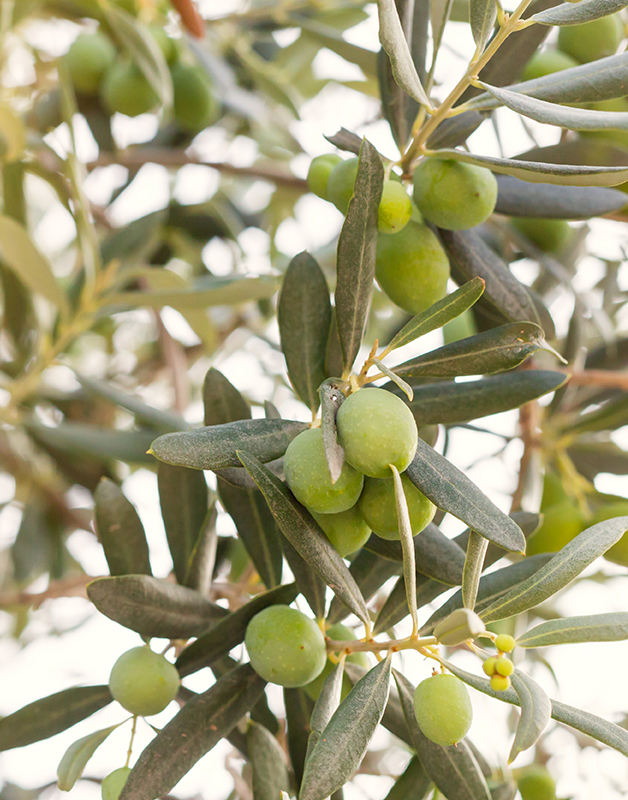 Olive tree brunch