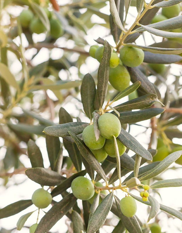 Guide to Koroneiki: tree and olive characteristics, farming system - Livita+