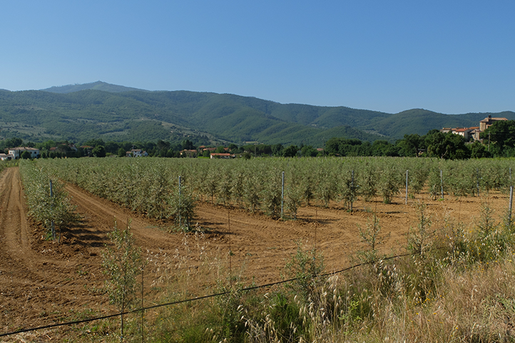 Super high-density olive orchards: long duration and high productivity